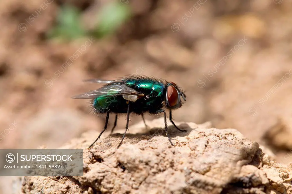 Green bottlte fly, Lucilia caesar, Neusiedler See, Burgenland, Austria, Europe