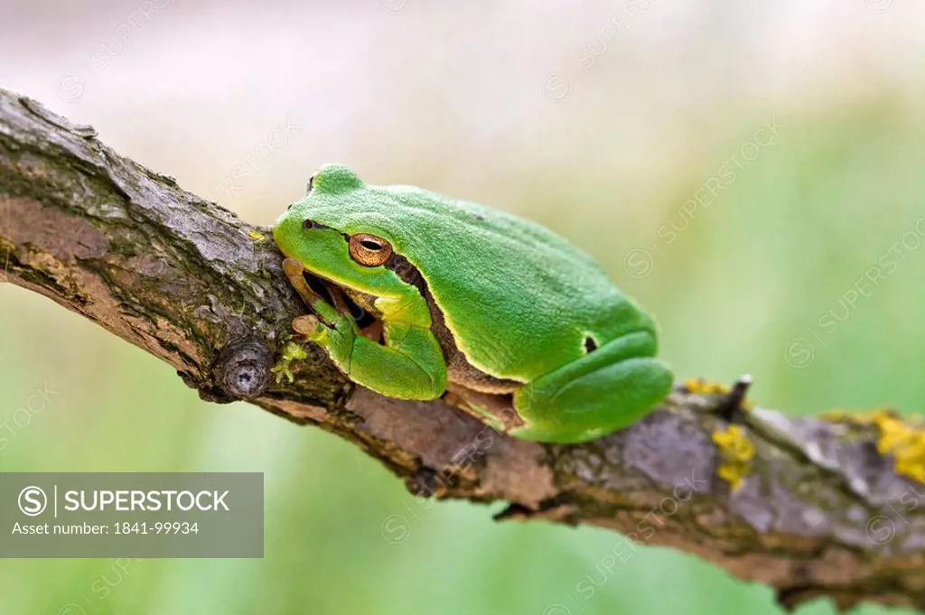 Tree frog, Hyla arborea, Neusiedler See, Burgenland, Austria, Europe