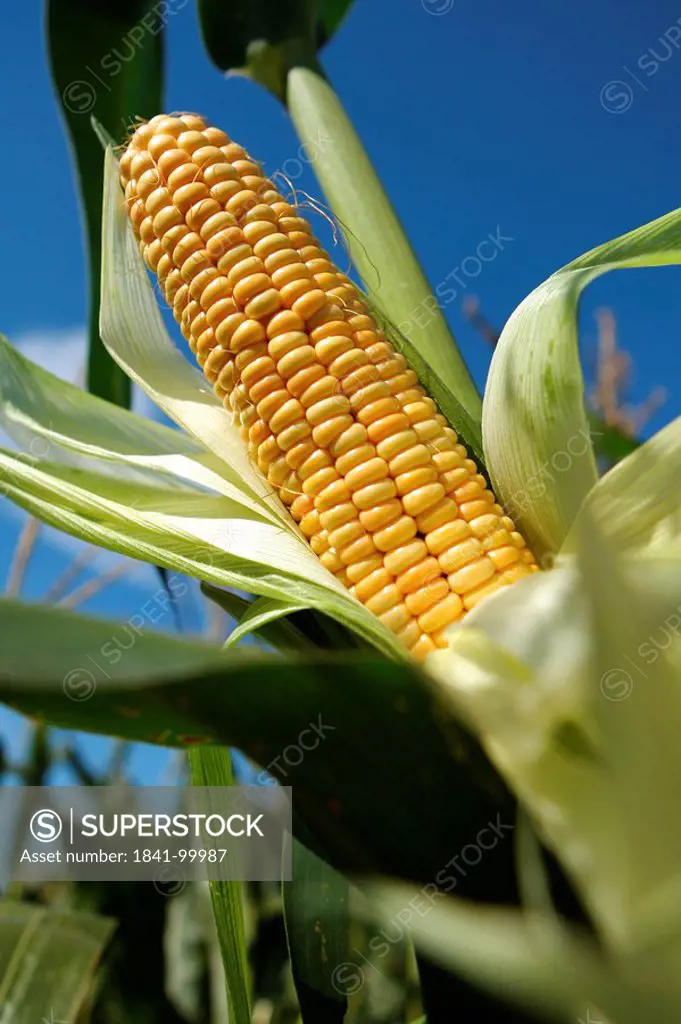 Corn cob, Schleswig_Holstein, Germany, Europe