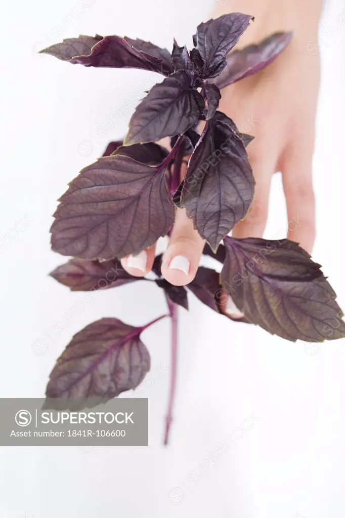closeup of hand with red basil