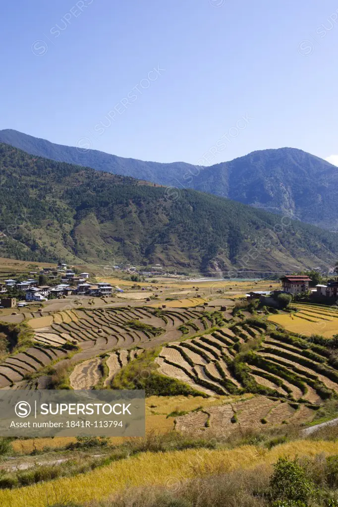 Landscape in the Phobjika Valley, Bhutan