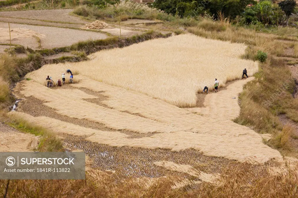 Rice harvest in Bhutan