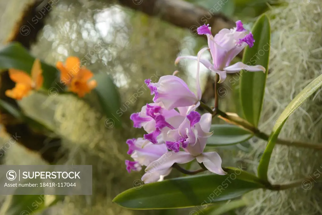 Blooming orchids