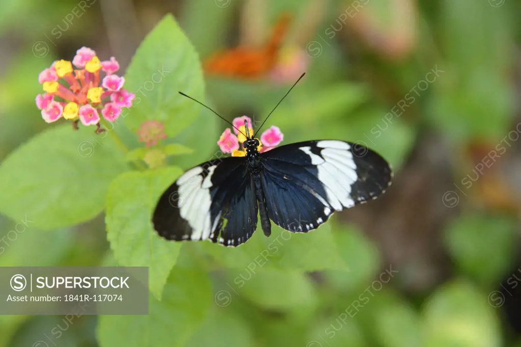 Cydno Longwing (Heliconius cydno) on blossom