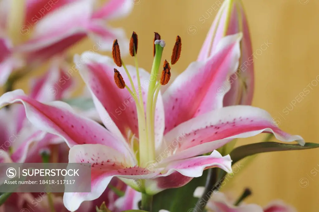 Blooming Lily Stargazer (Lilium orientalis)