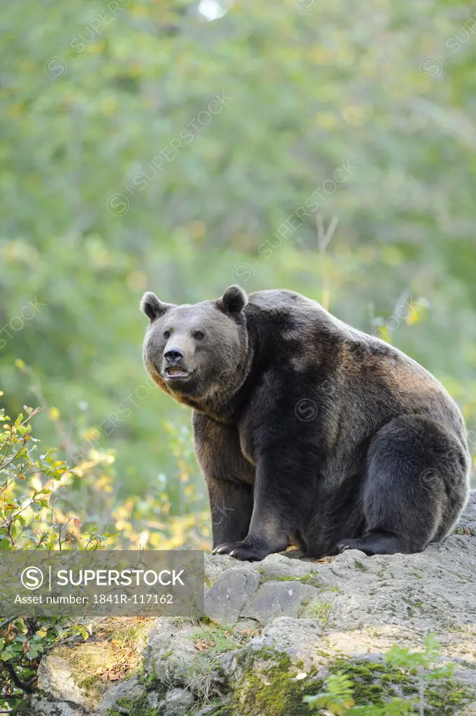 Eurasian brown bear (Ursus arctos arctos) sitting