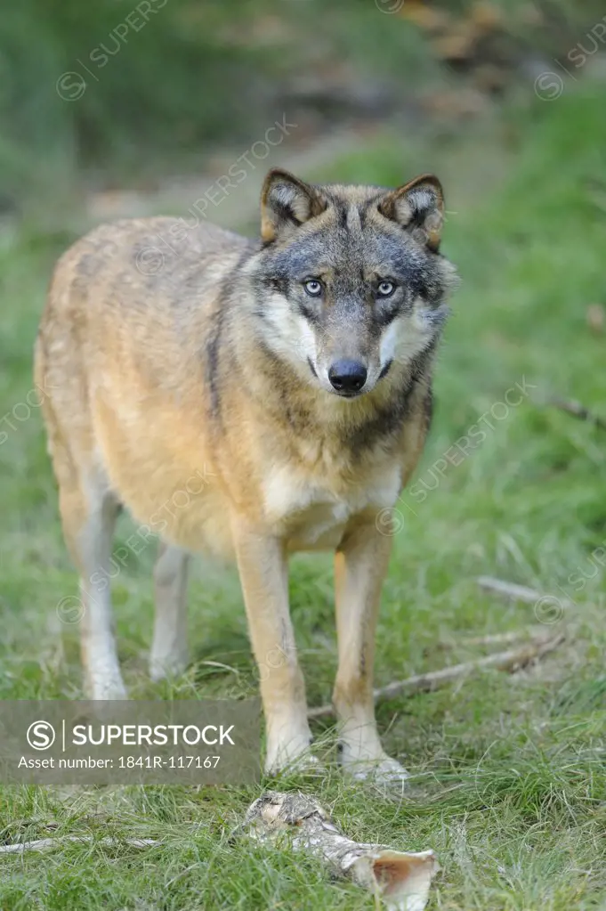 Eurasian Wolf (Canis lupus lupus) standing