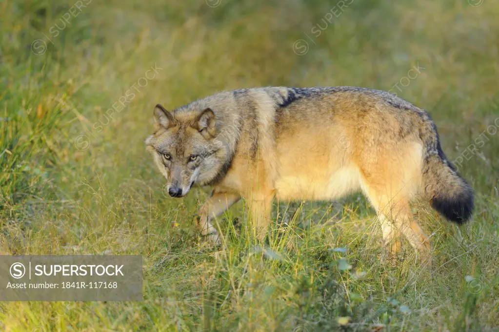 Eurasian Wolf (Canis lupus lupus) standing