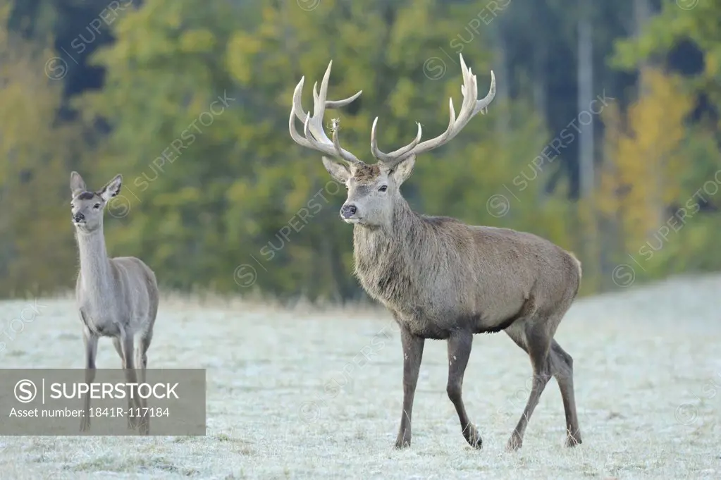 Two Red deer (Cervus elaphus) standing on meadow