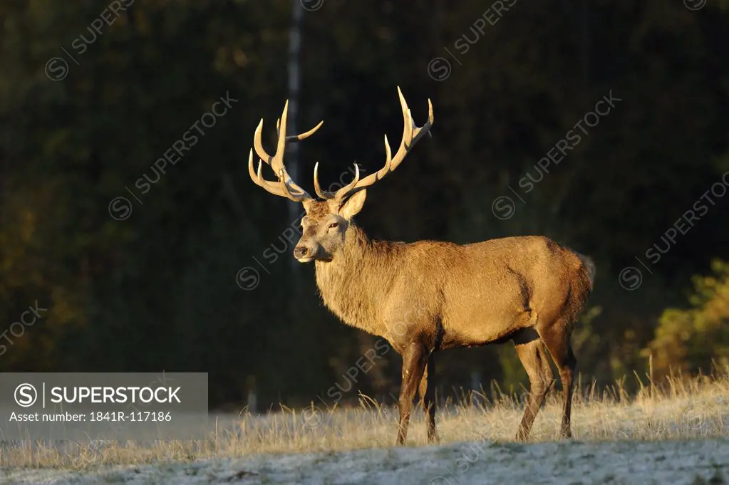 Red deer (Cervus elaphus) standing on meadow