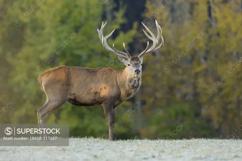 Red deer (Cervus elaphus) standing on meadow