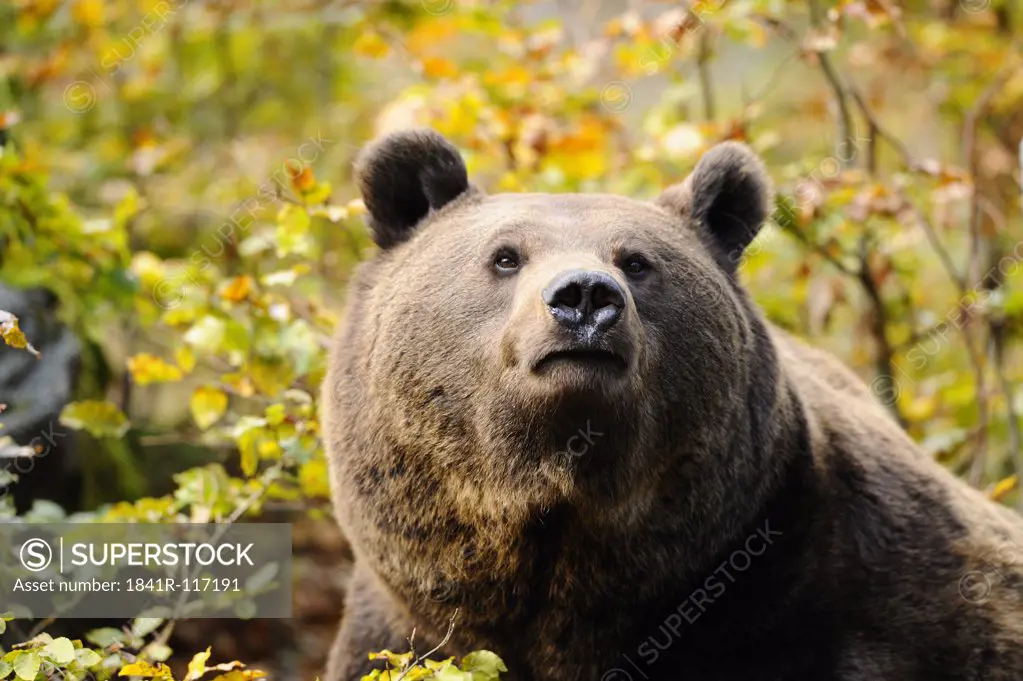 Eurasian brown bear (Ursus arctos arctos), portrait