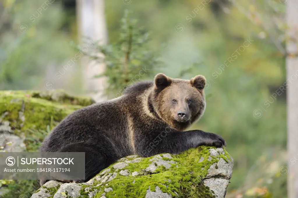 Eurasian brown bear (Ursus arctos arctos) lying