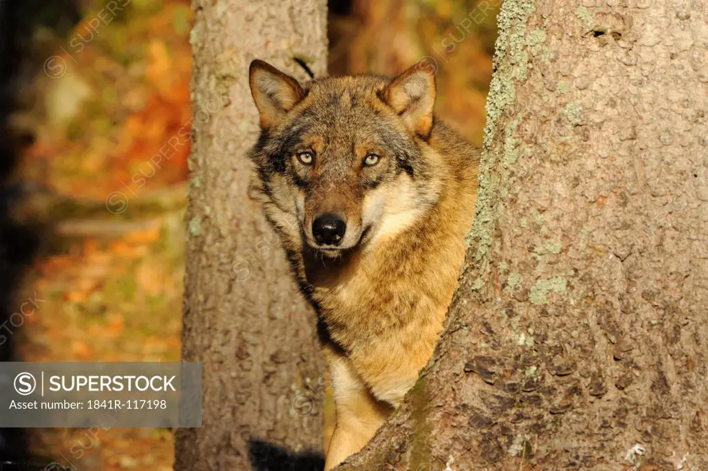 Eurasian Wolf (Canis lupus lupus), portrait