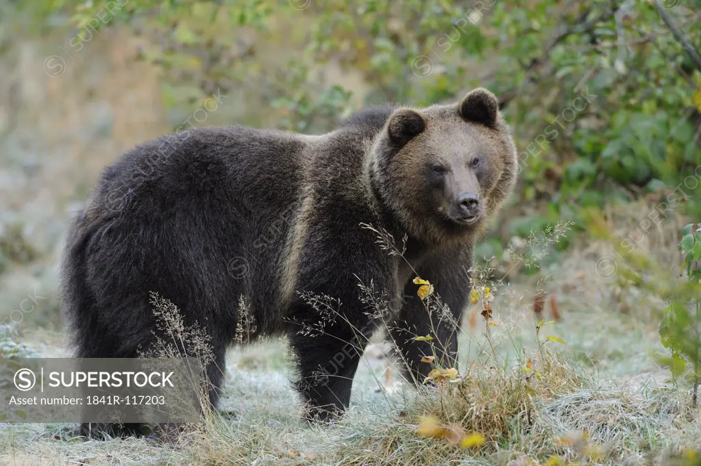 Eurasian brown bear (Ursus arctos arctos) standing