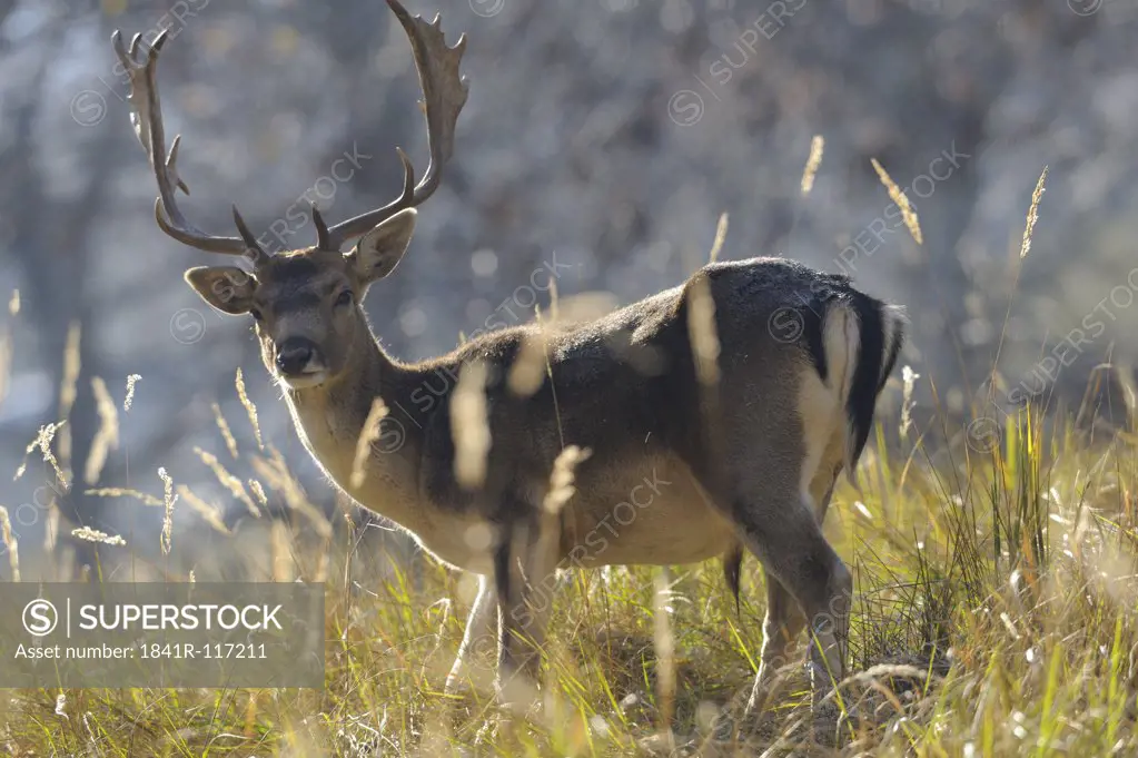 Fallow deer (Dama dama) standing on meadow