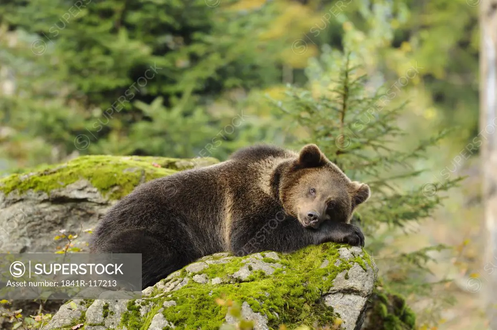 Eurasian brown bear (Ursus arctos arctos) lying