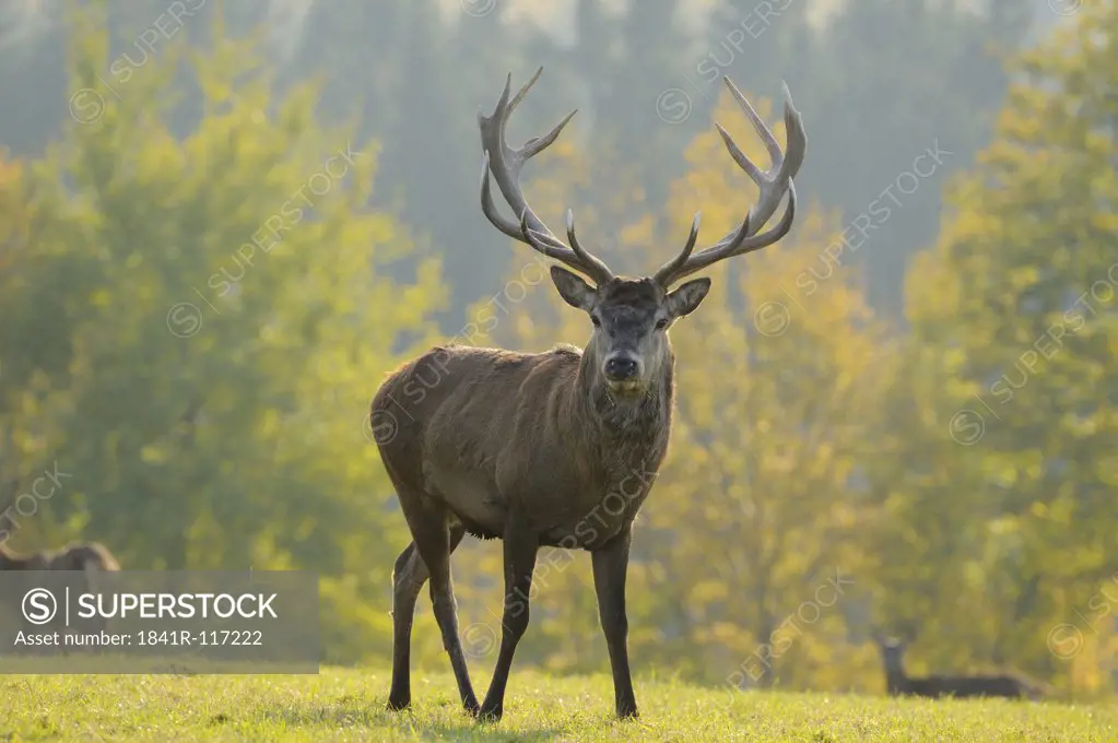 Red deer (Cervus elaphus) standing on meadow