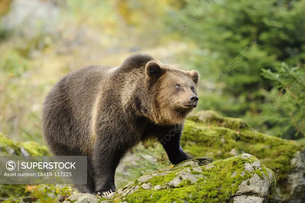 Eurasian brown bear (Ursus arctos arctos) standing
