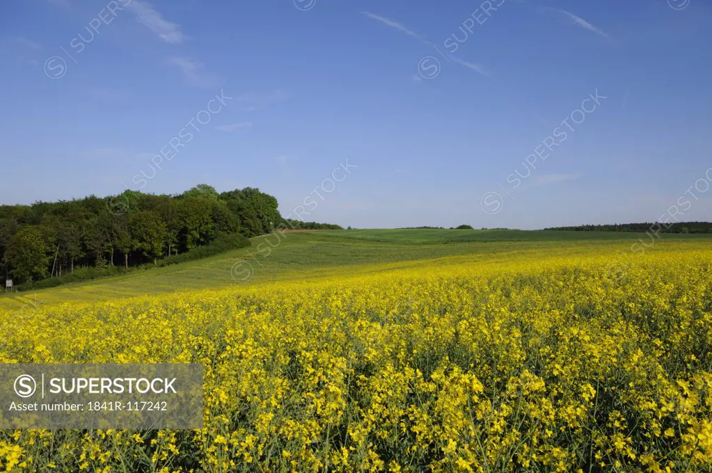 Landscape with rape field, Franconia, Bavaria, Germany