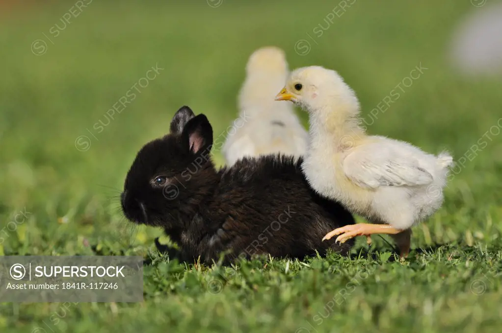Young rabbit and chicks in grass
