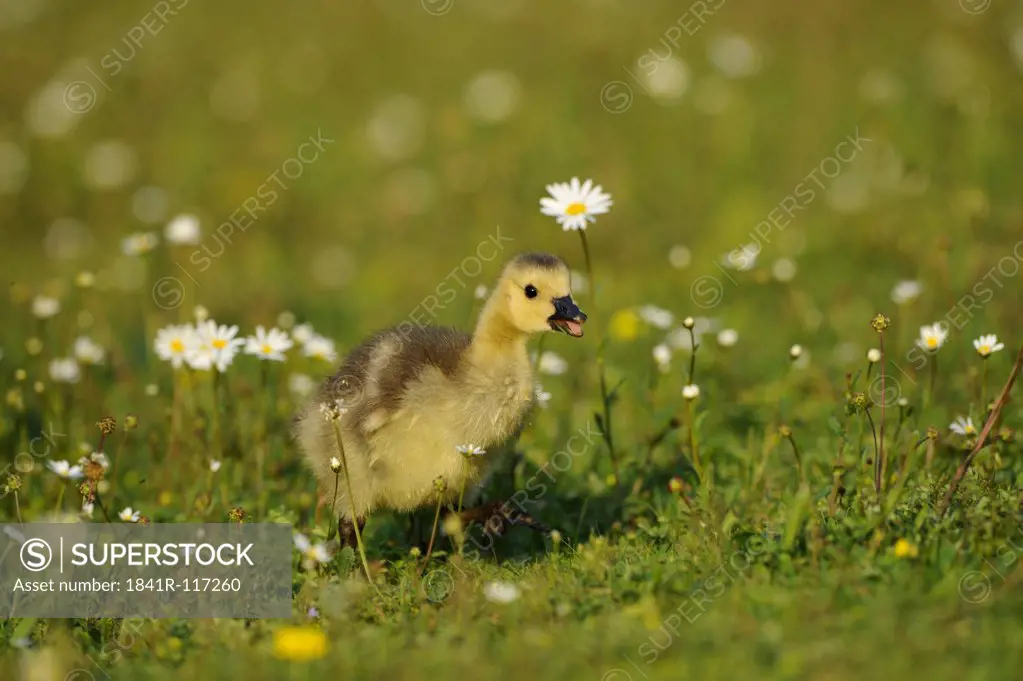 Canada gosling (Branta canadensis) in grass