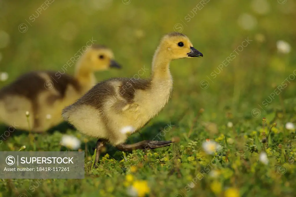 Two Canada goslings (Branta canadensis) in grass