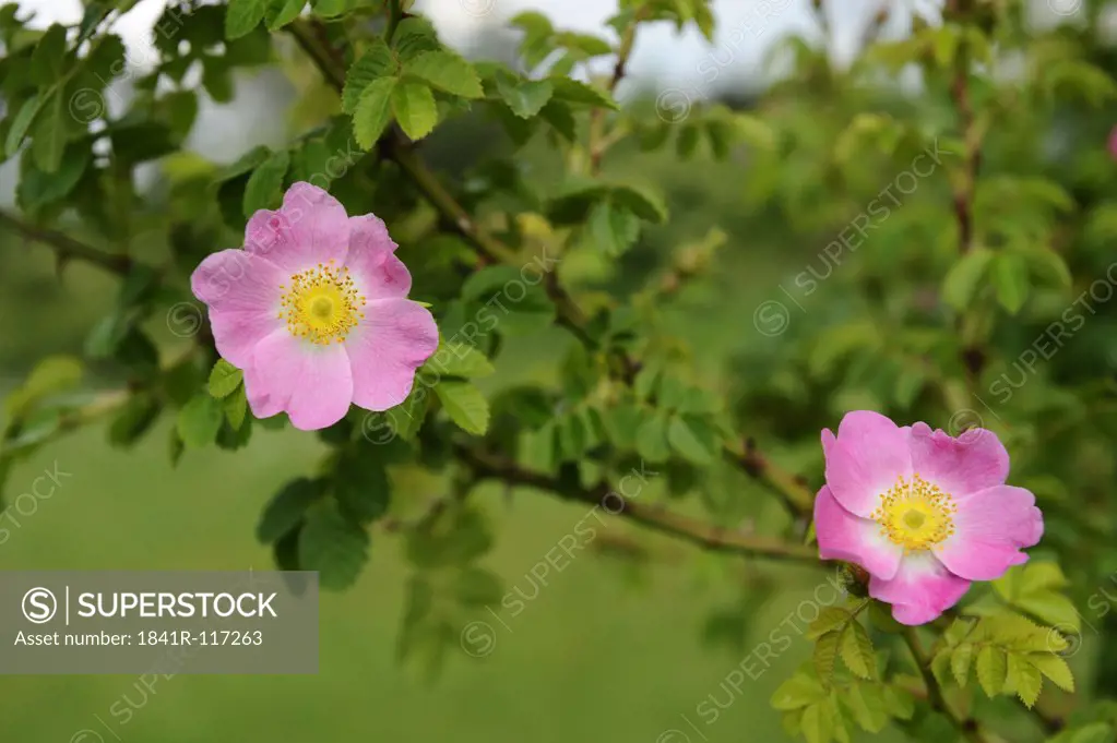 Dog rose (Rosa corymbifera)