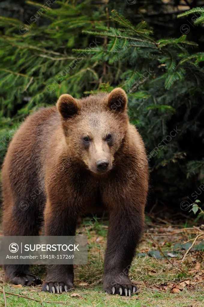 Young Eurasian brown bear (Ursus arctos arctos) standing