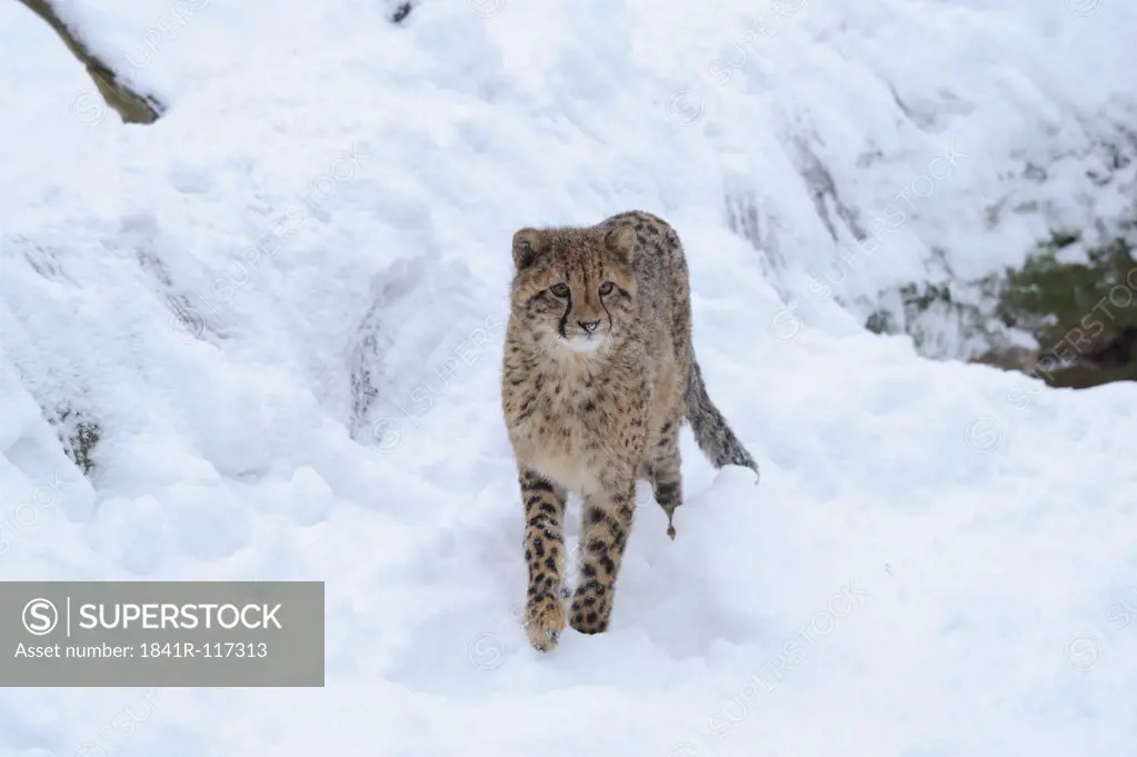 Cheetah cub (Acinonyx jubatus) in snow