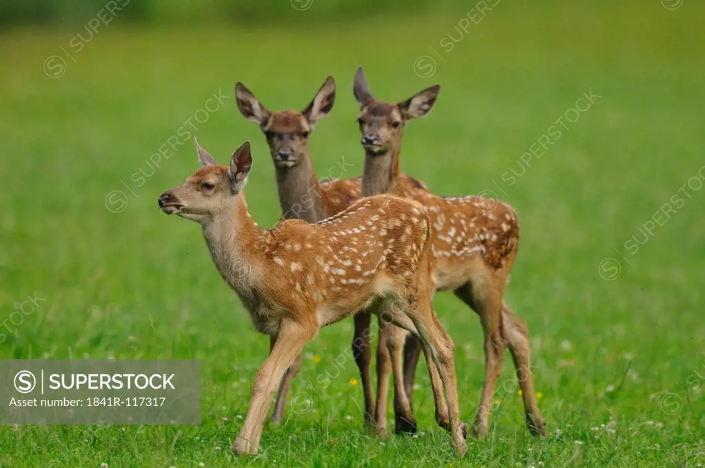 Young Red deer (Cervus elaphus) on meadow