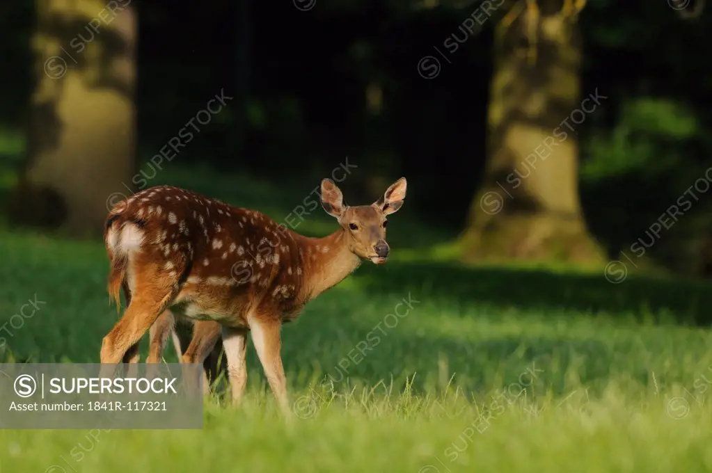 Dybowski's Sika Deer (Cervus nippon hortulorum) on meadow