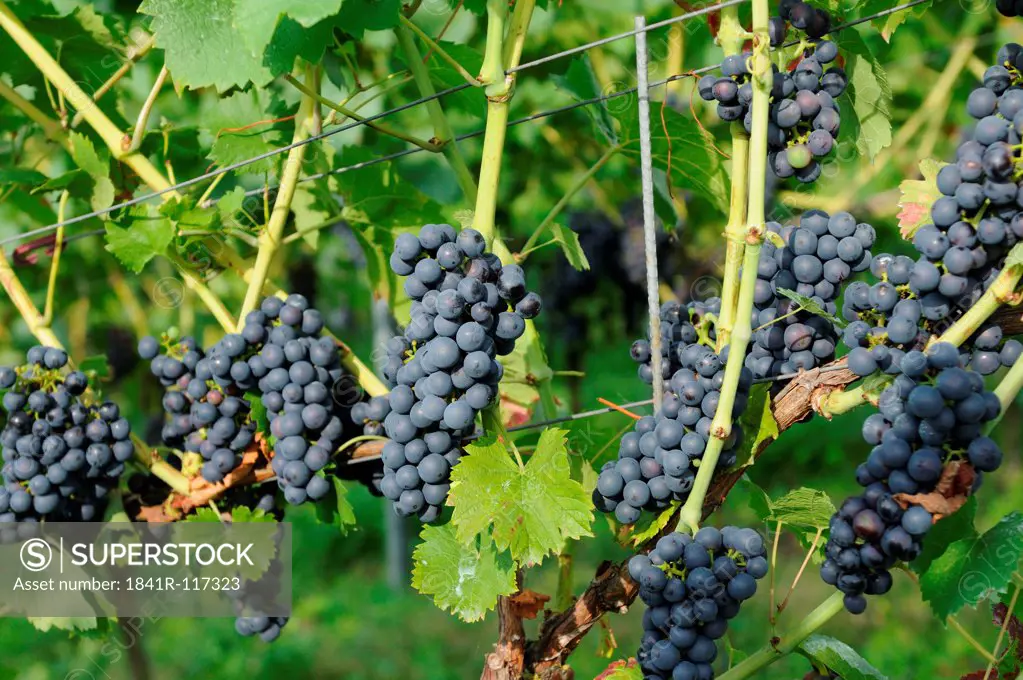 Black grapes at a vineyard
