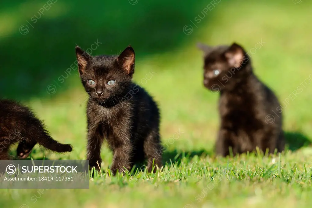Three kittens in grass