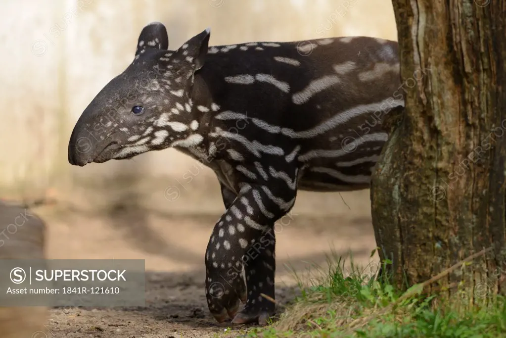 Young Malayan tapir (Tapirus indicus)