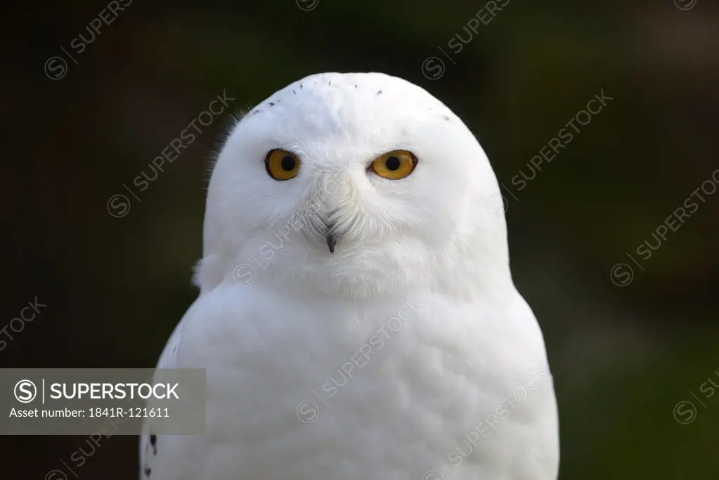 Snowy Owl (Bubo scandiacus), portrait