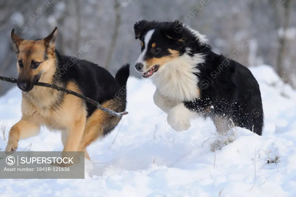 Two dogs playing in snow