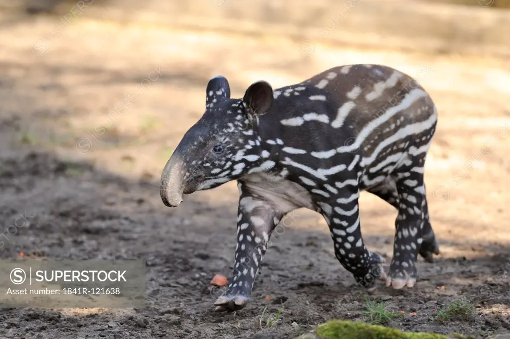 Young Malayan tapir (Tapirus indicus)