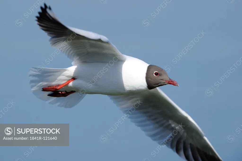 Black-headed Gull (Larus ridibundus) flying