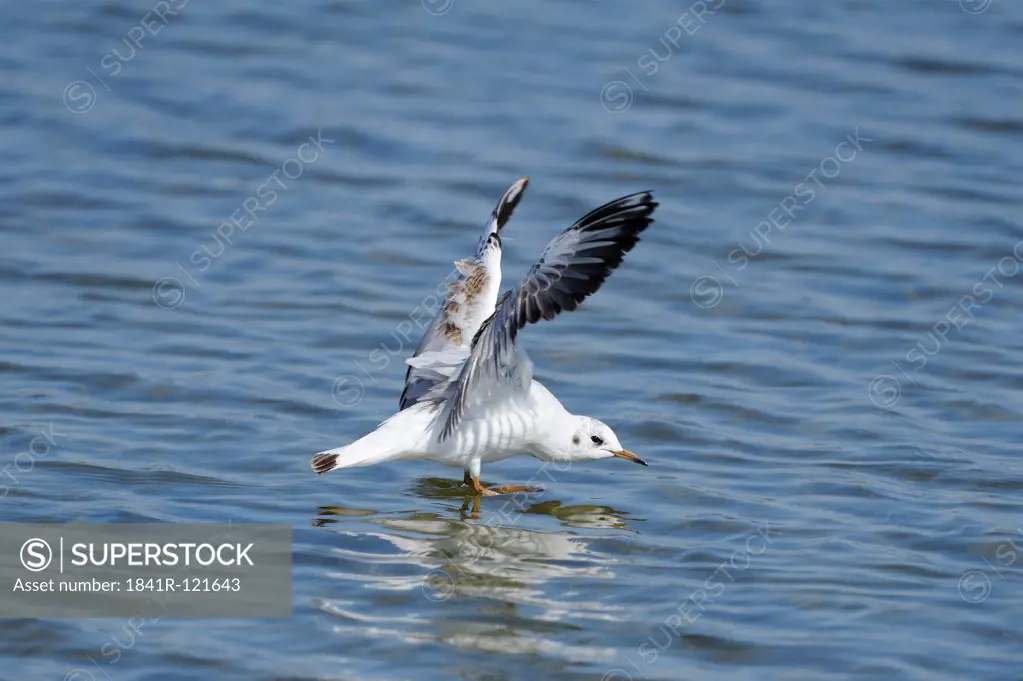 Black-headed Gull (Larus ridibundus) landing in water
