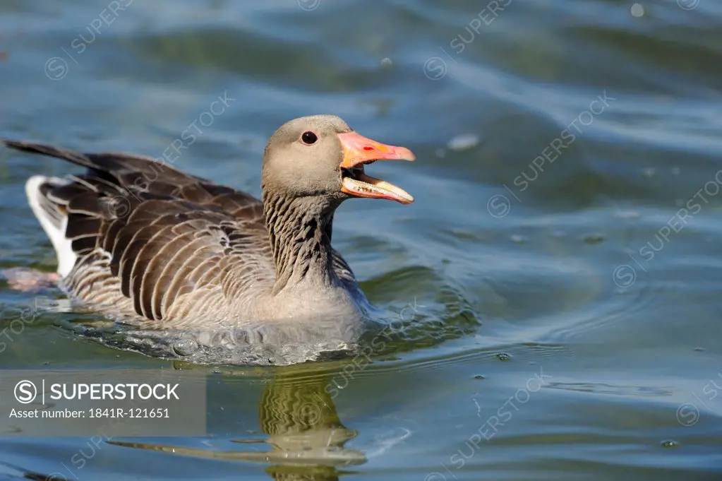 Greylag Goose (Anser anser) floating on water