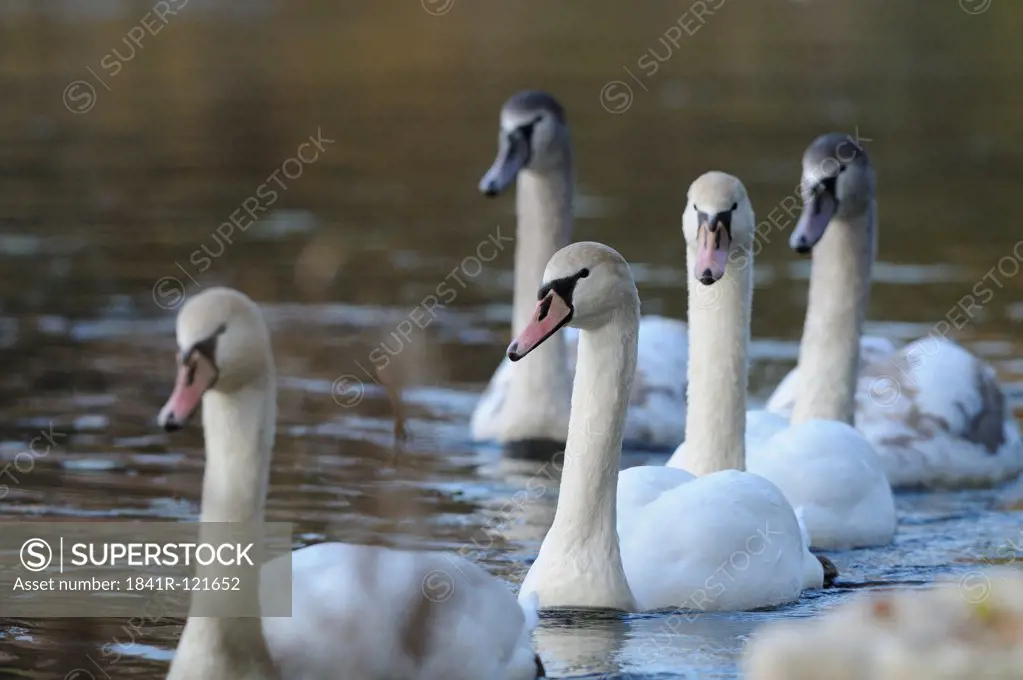 Mute Swans (Cygnus olor) floating on water
