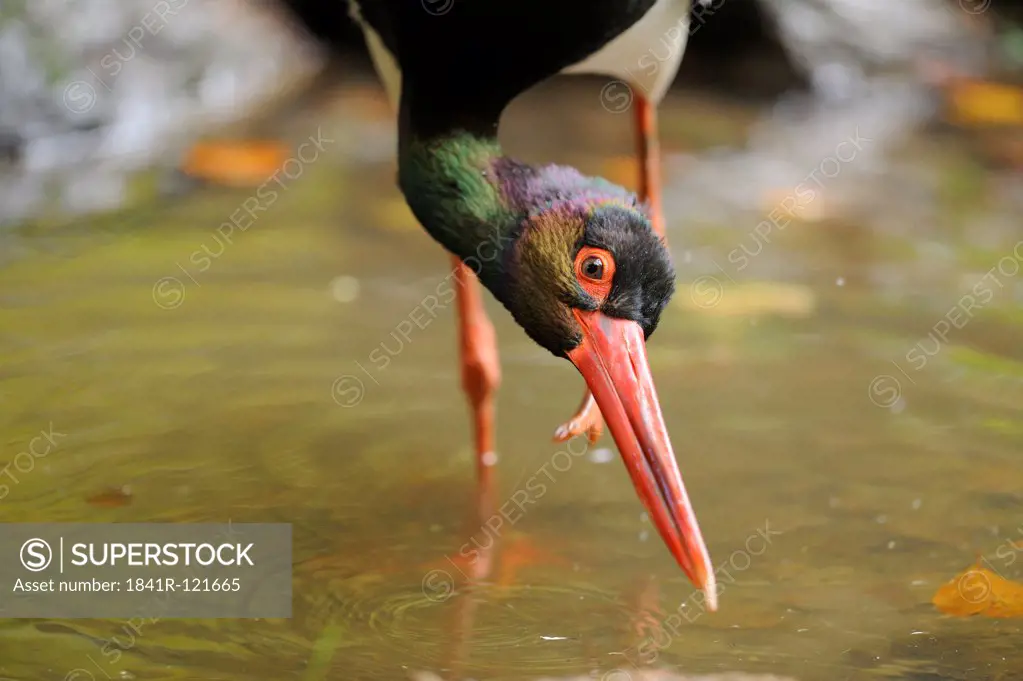 Black Stork (Ciconia nigra) in water