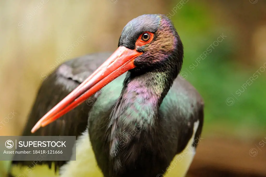 Black Stork (Ciconia nigra), portrait