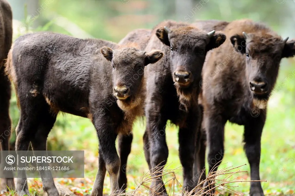 Three young Wisents (Bison bonasus) on a meadow