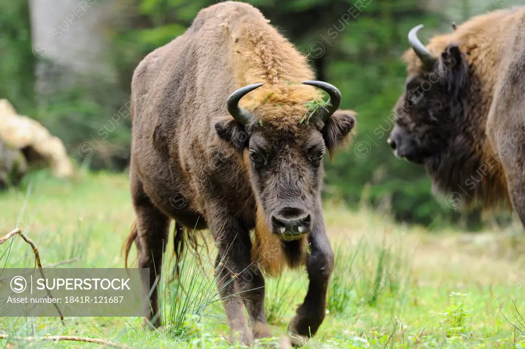 Wisents (Bison bonasus) on a meadow