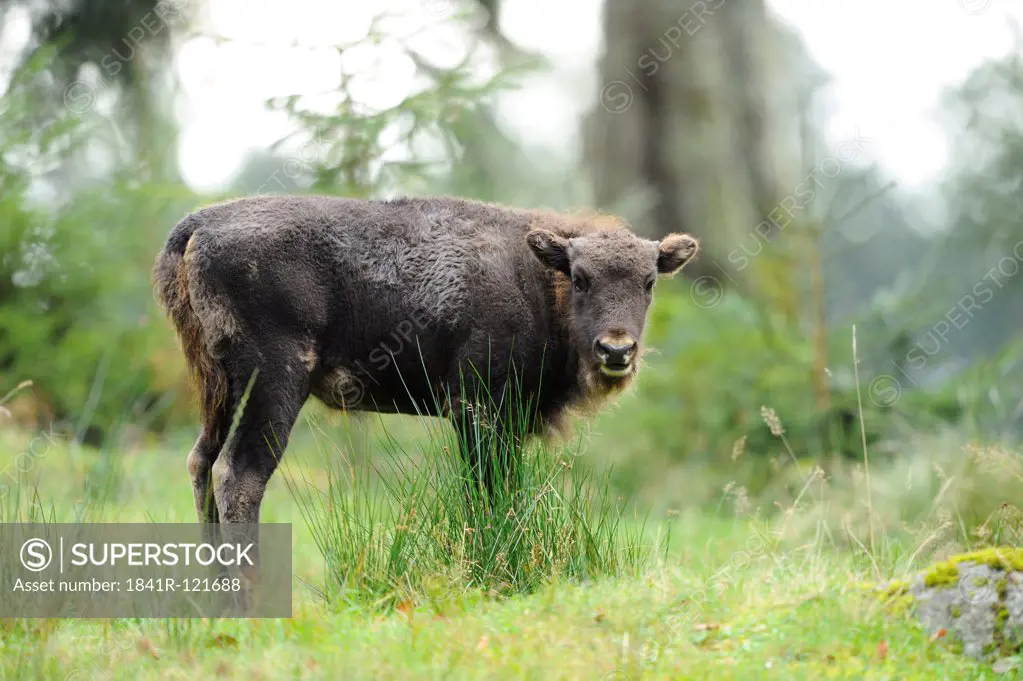 Young Wisent (Bison bonasus) on a meadow