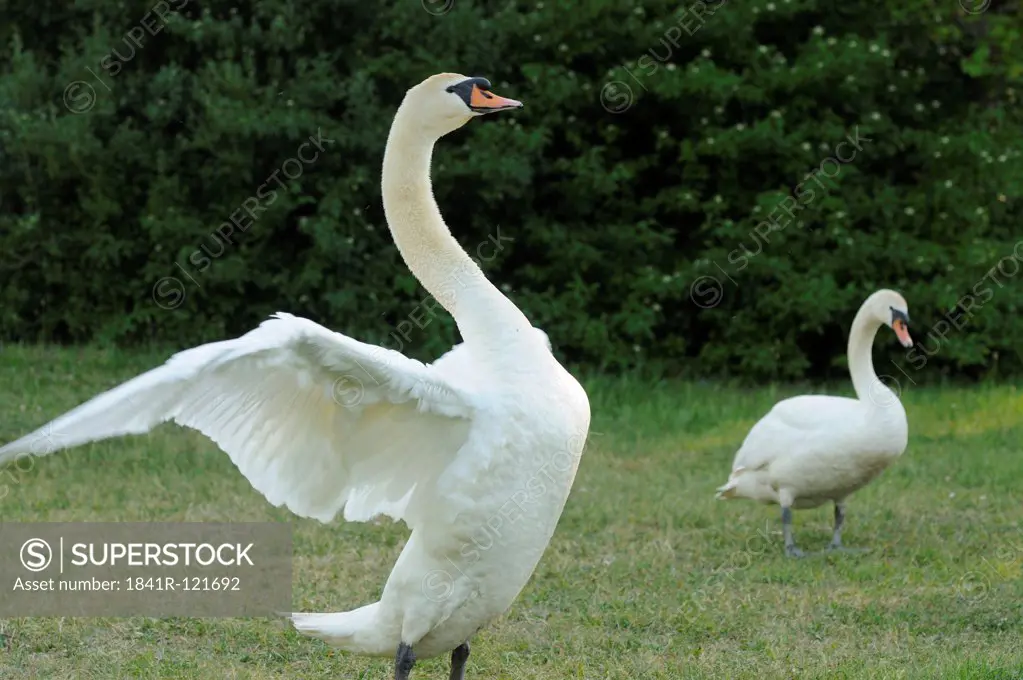 Two Mute Swans (Cygnus olor) on a meadow