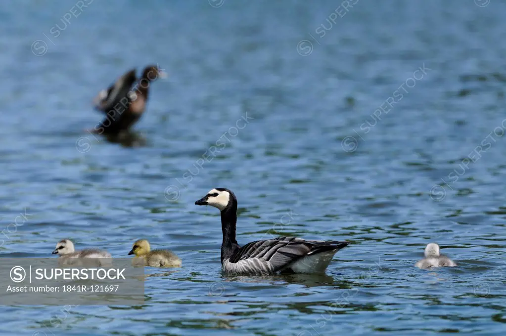 Greylag goose (Anser anser) and Barnacle Goose (Branta leucopsis) with goslings floating on water