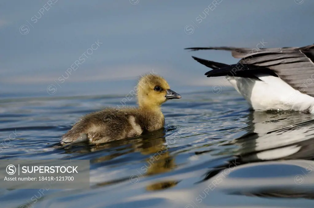 Greylag Goose (Anser anser) and gosling floating on water